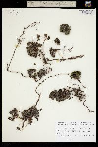 Salix rotundifolia image