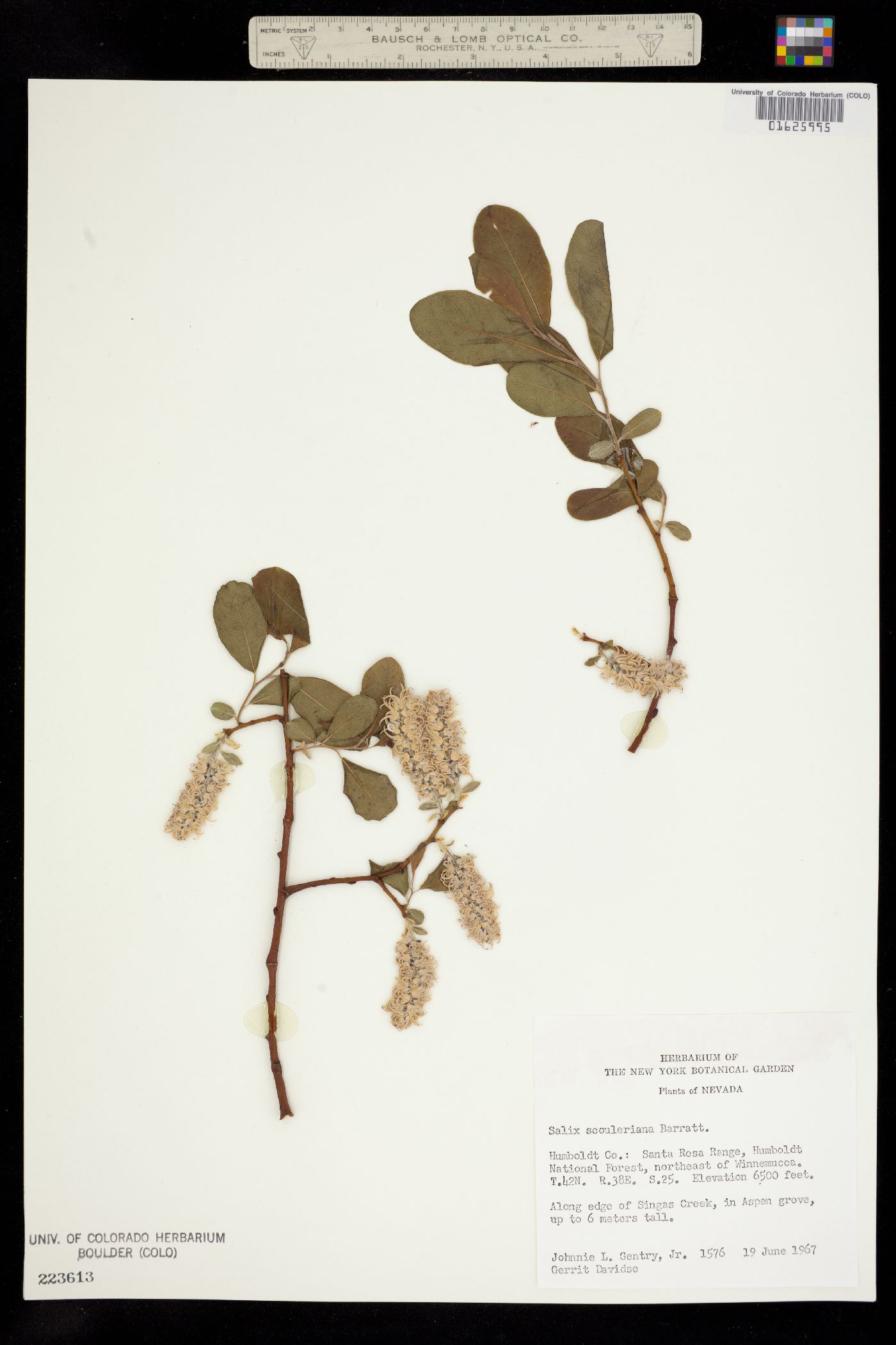 Salix scouleriana image