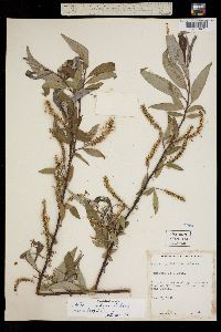 Image of Salix x rubens