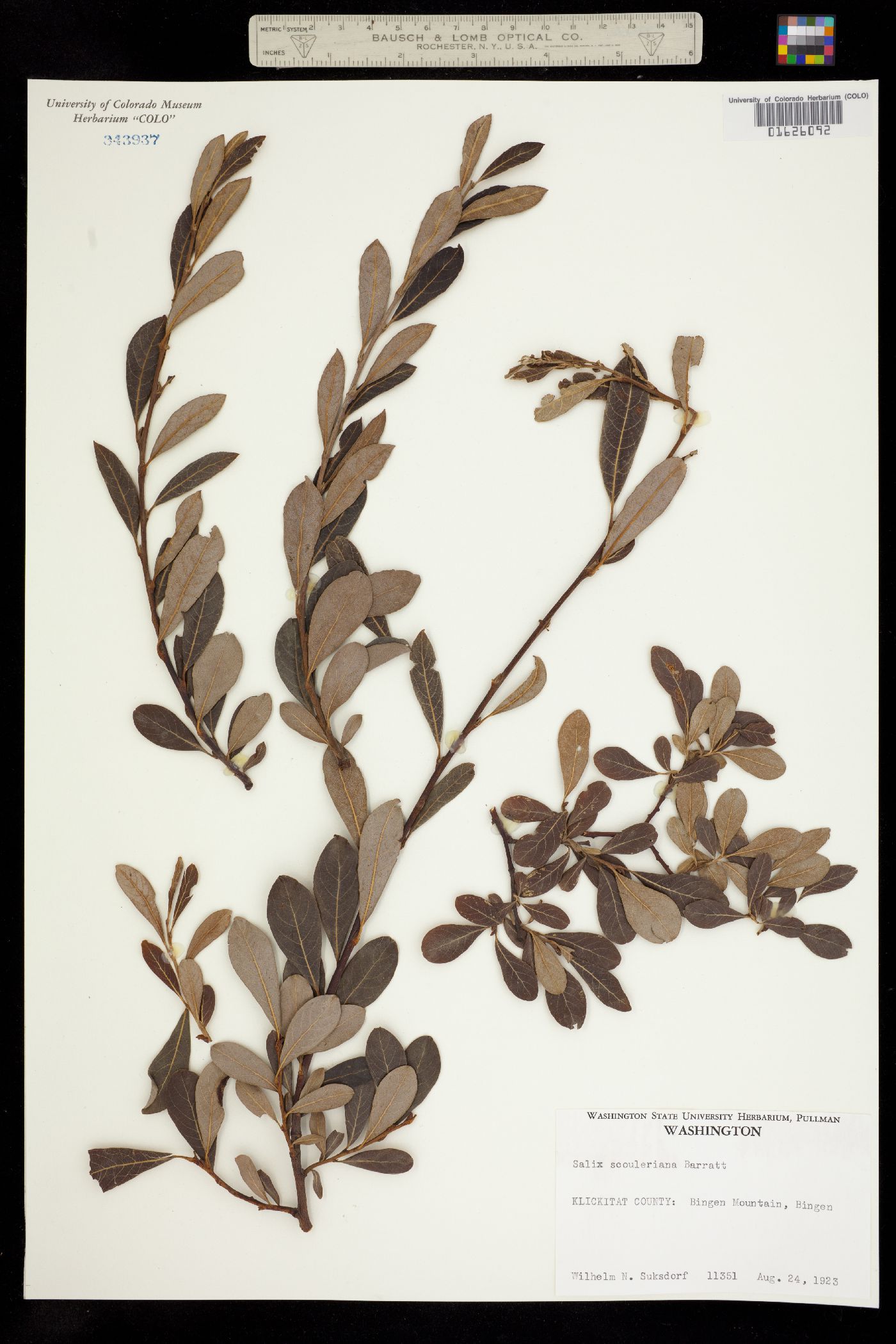 Salix scouleriana image