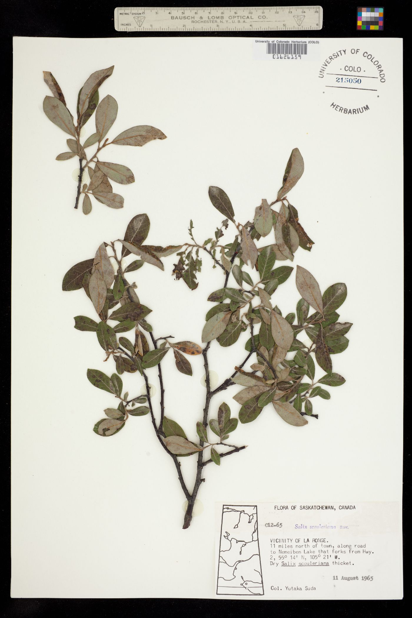 Salix scouleriana image