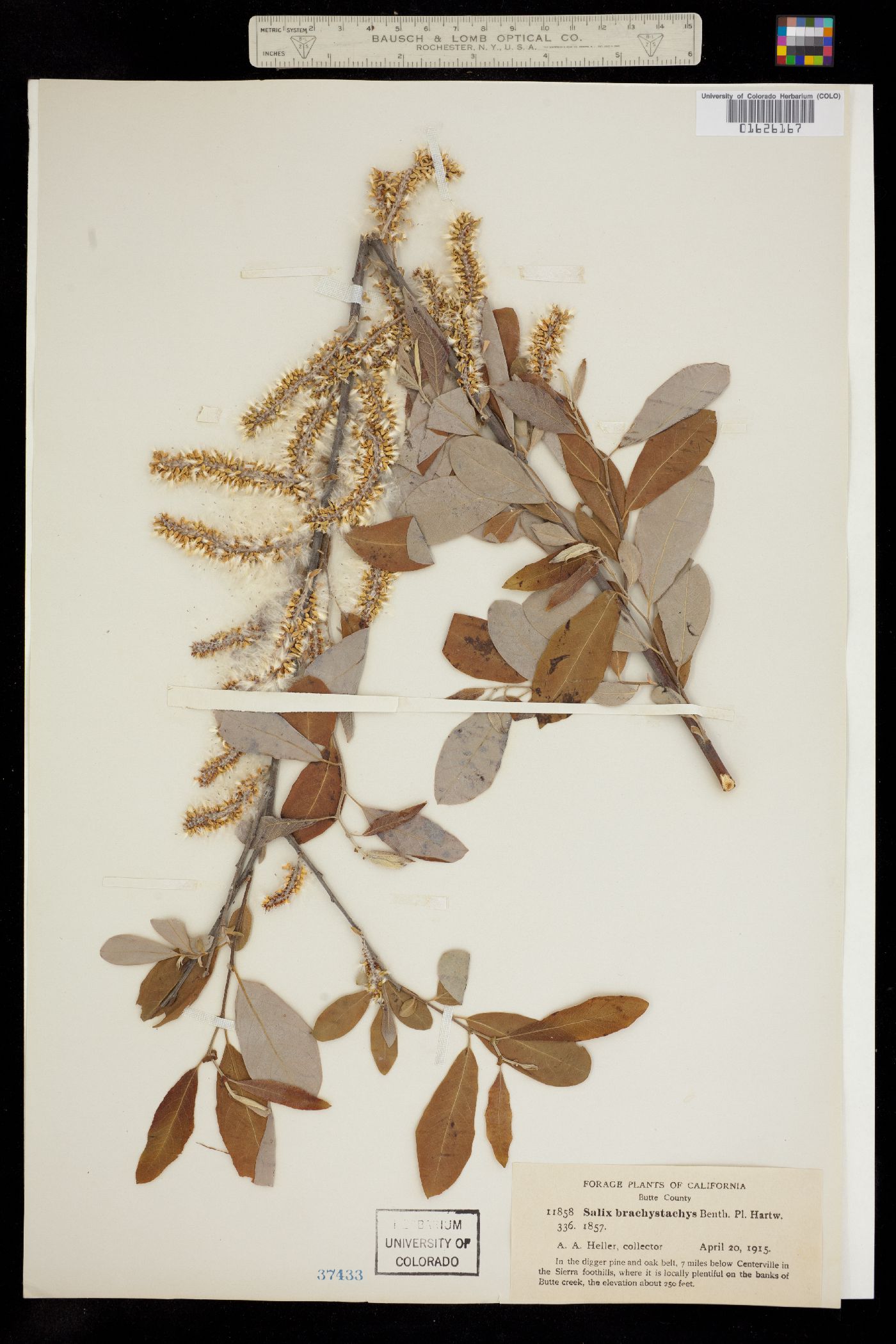 Salix scouleriana image