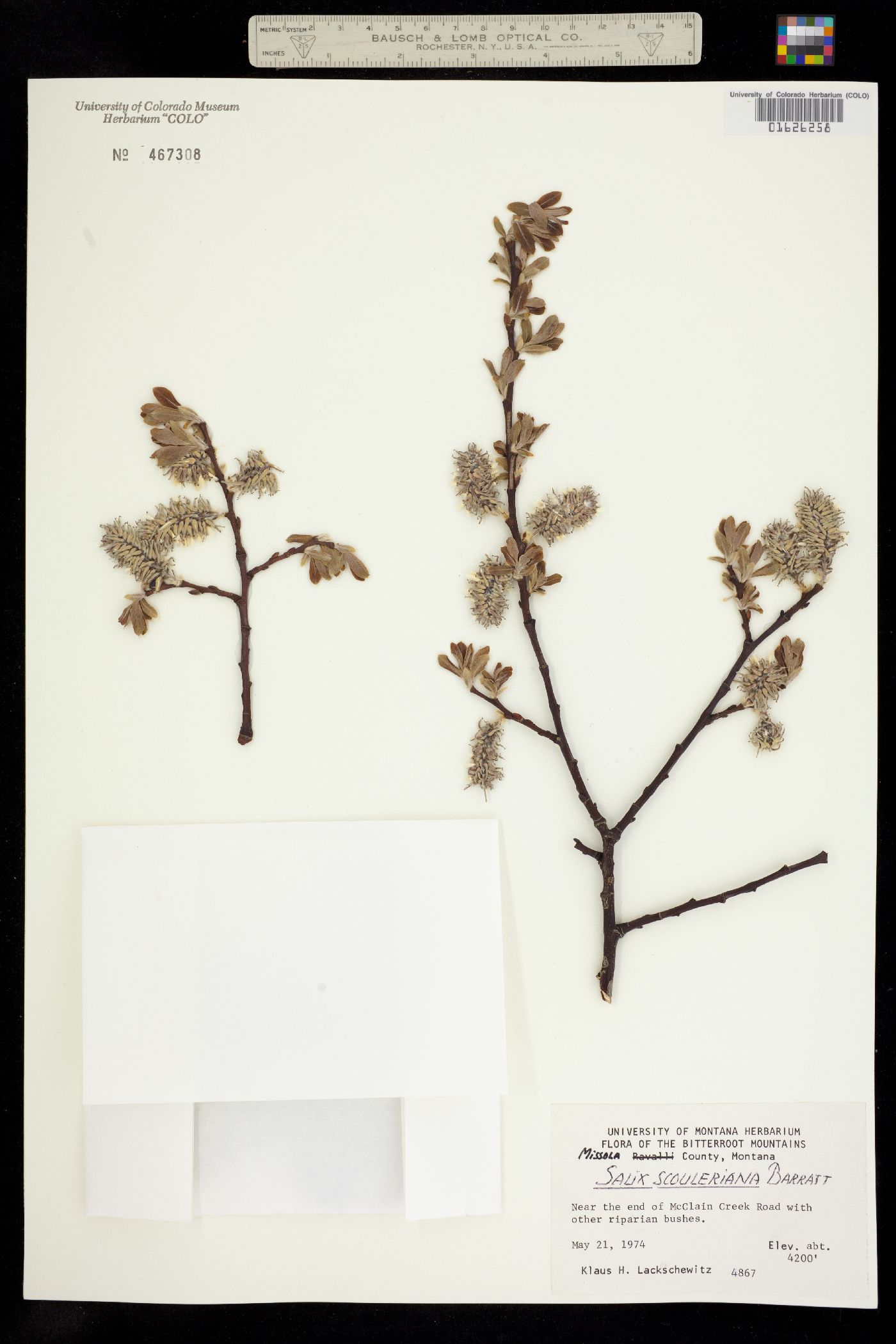 Salix scouleriana image