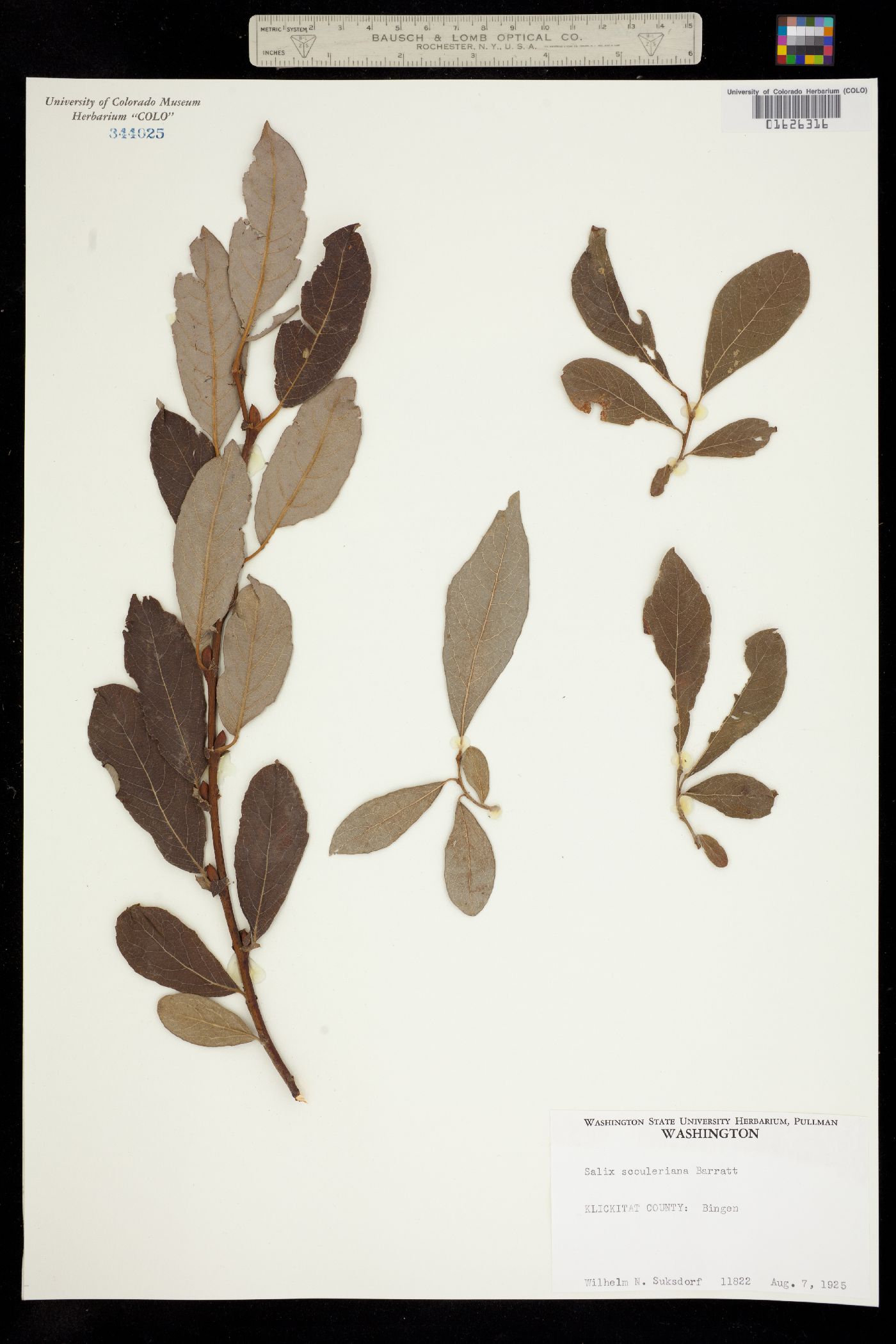Salix scouleriana image