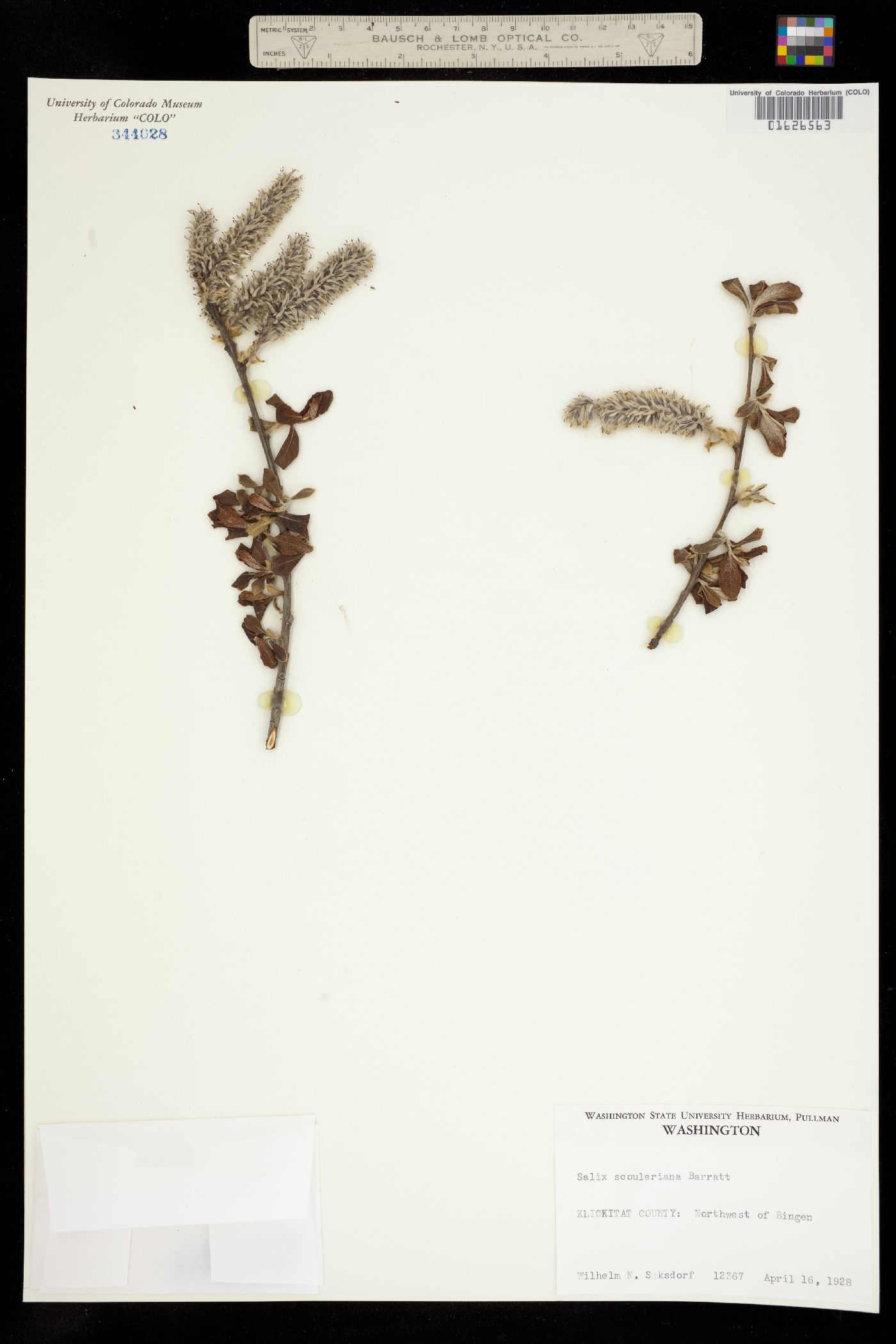 Salix scouleriana image