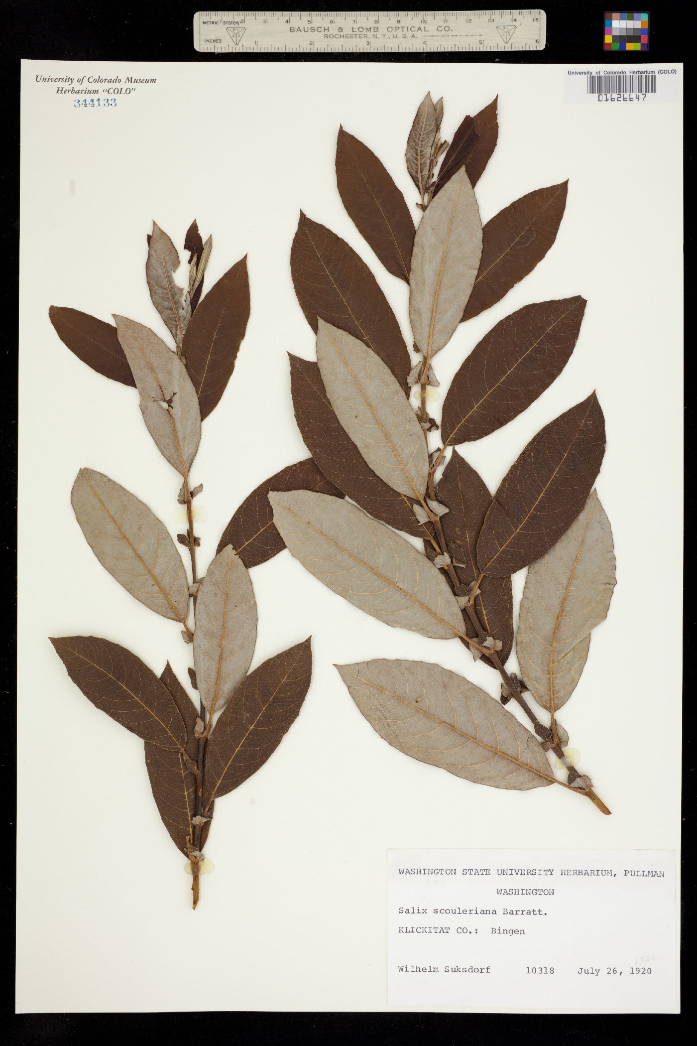 Salix scouleriana image