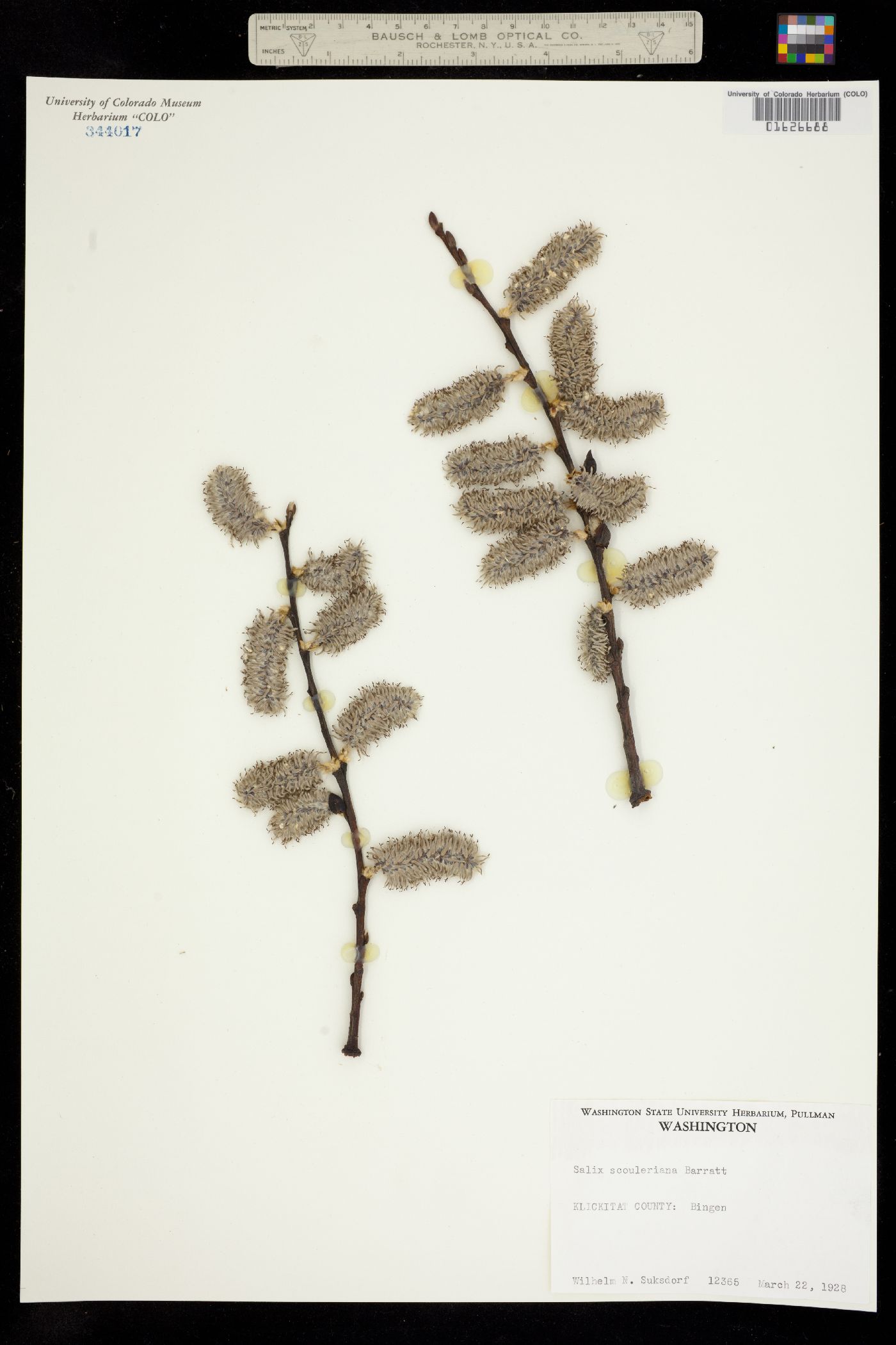 Salix scouleriana image