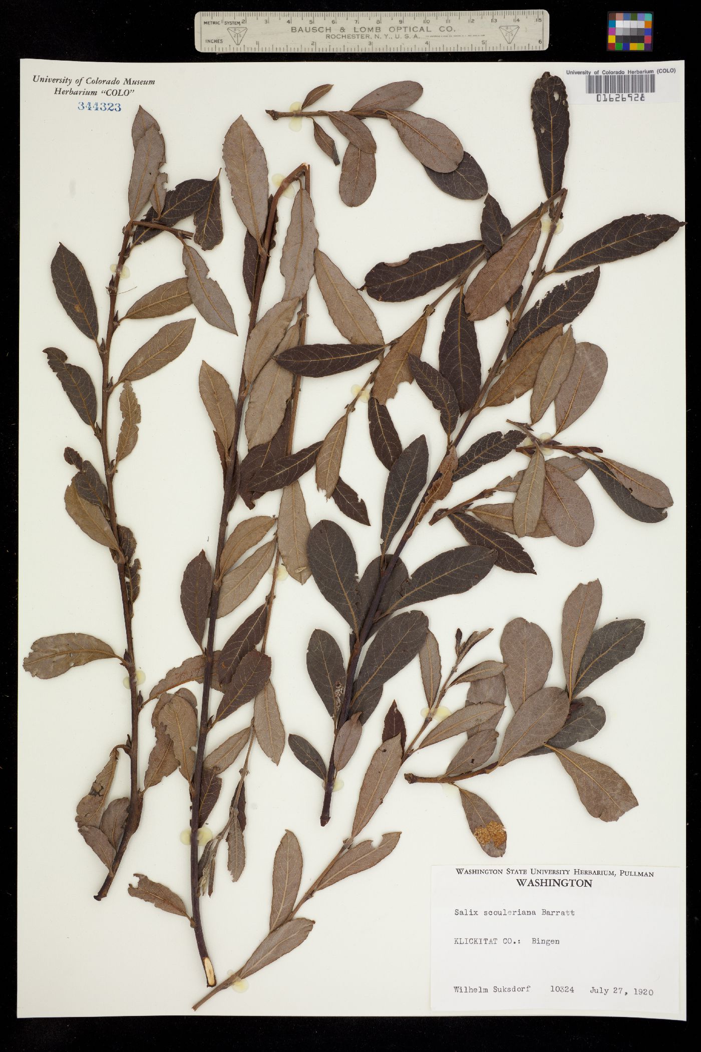 Salix scouleriana image