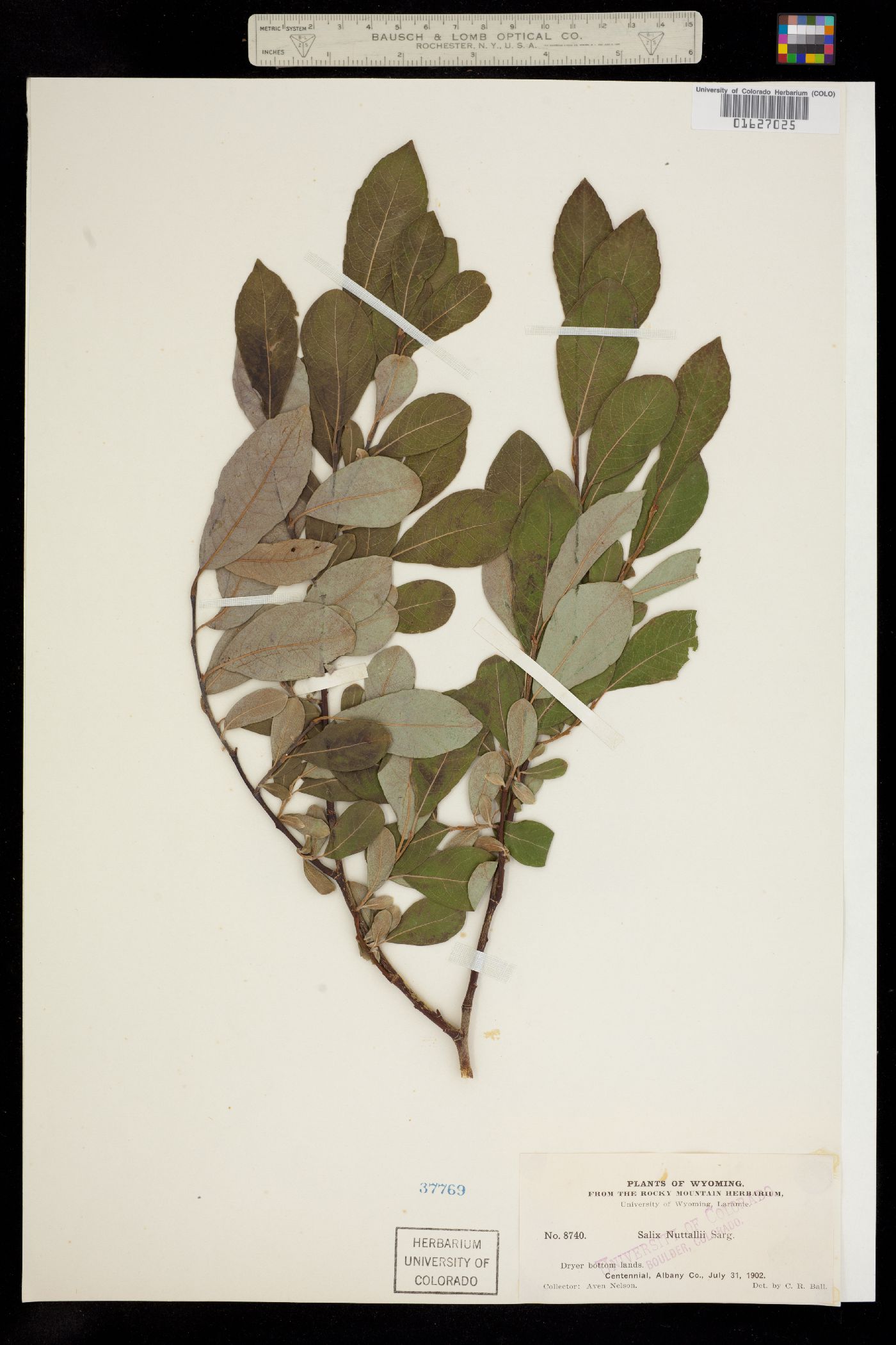 Salix scouleriana image