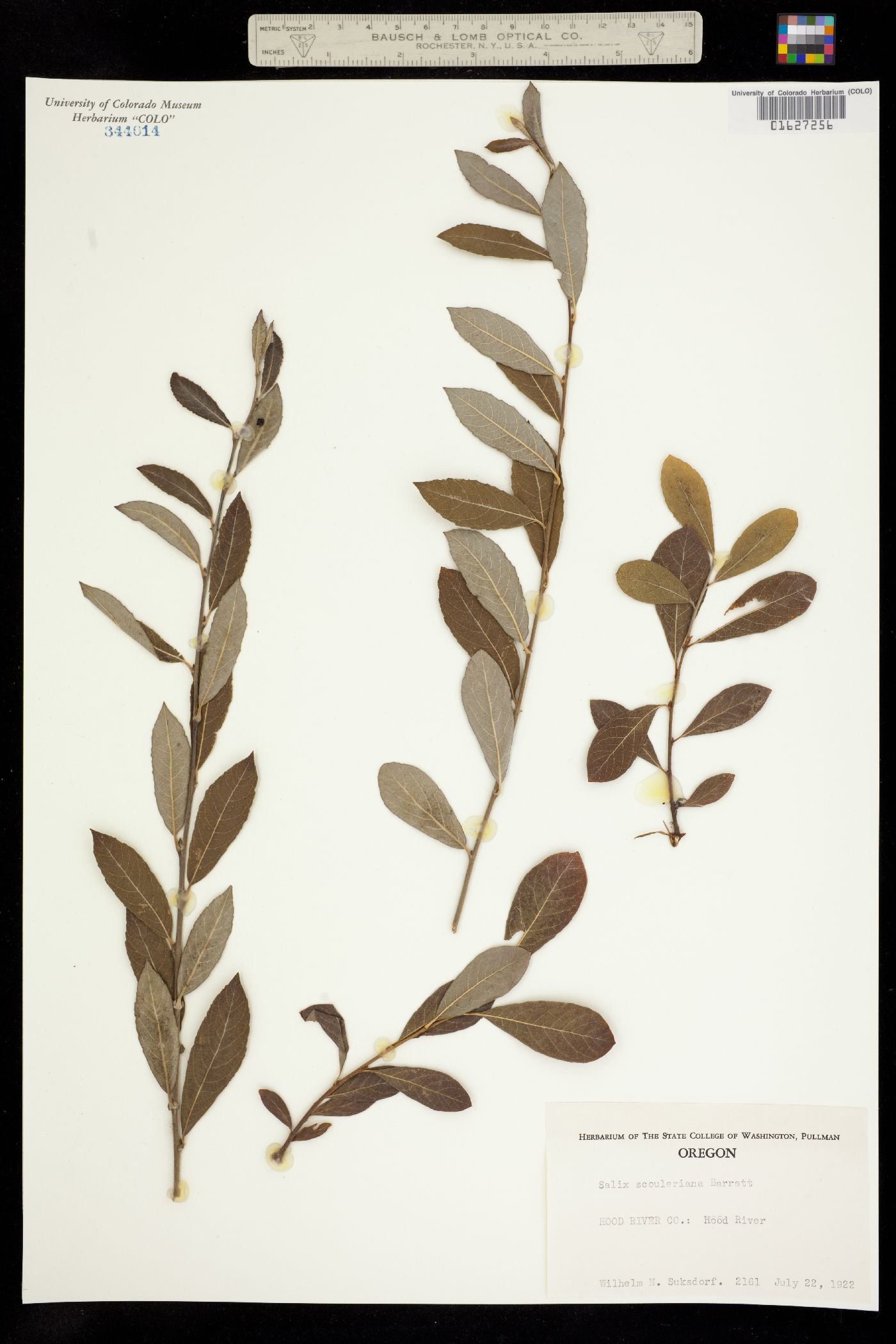 Salix scouleriana image