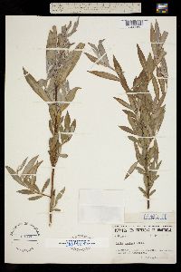 Image of Salix sericea