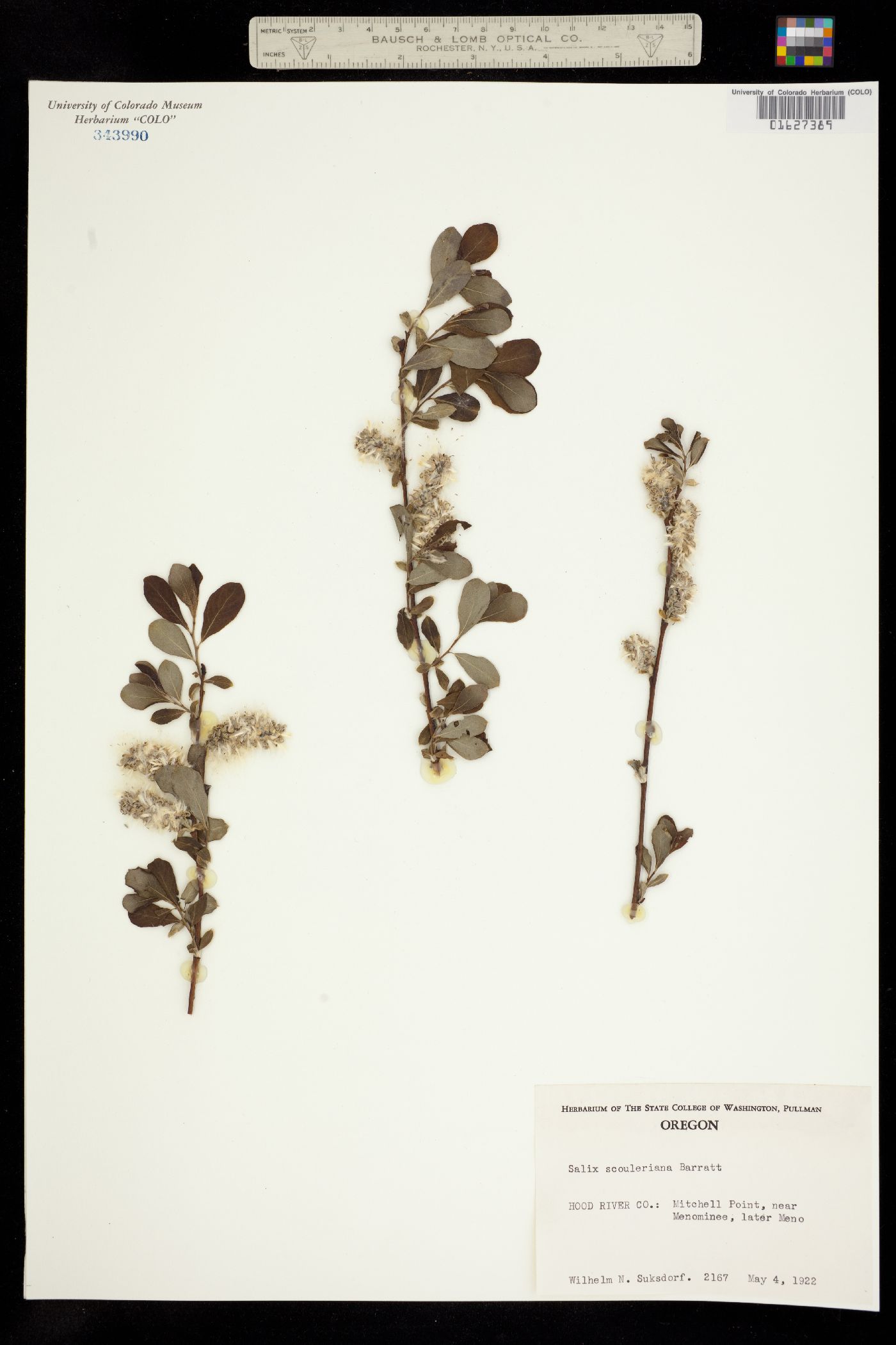 Salix scouleriana image