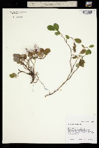Salix stolonifera image