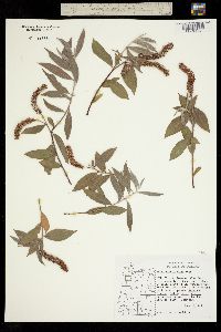 Image of Salix sessilifolia