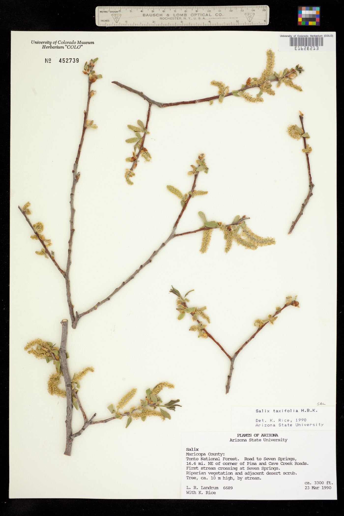 Salix taxifolia image