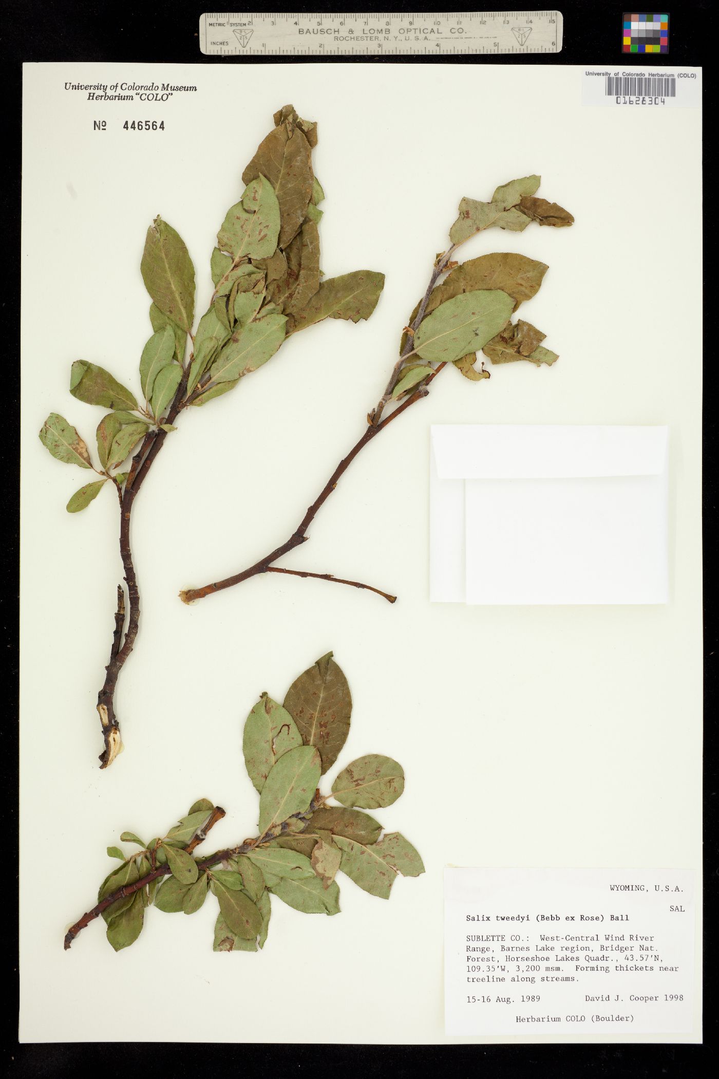 Salix tweedyi image