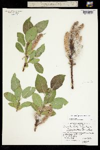 Image of Salix tweedyi
