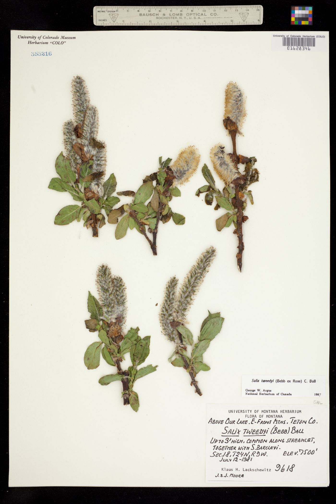 Salix tweedyi image