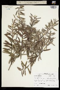 Image of Salix alpina