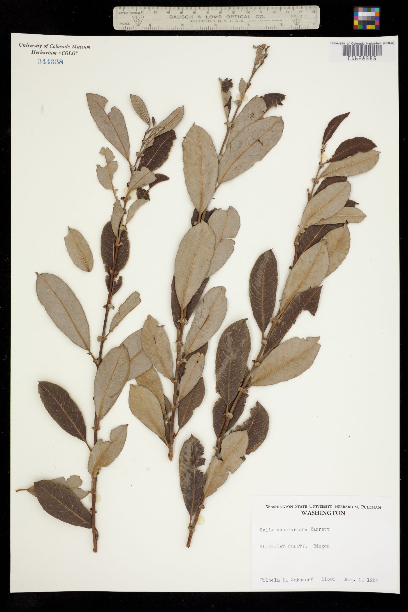 Salix scouleriana image