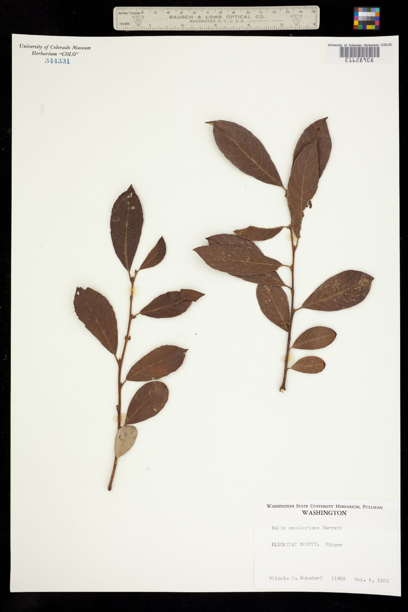Salix scouleriana image