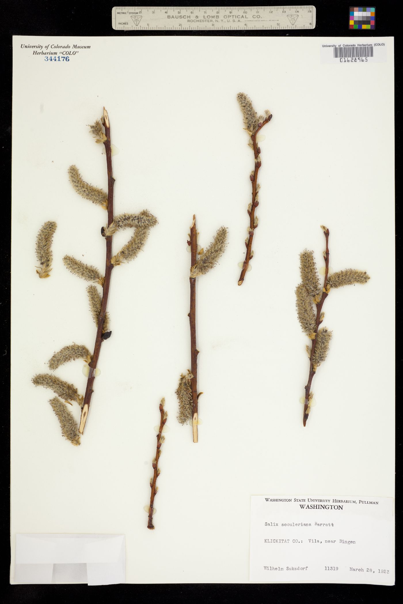 Salix scouleriana image