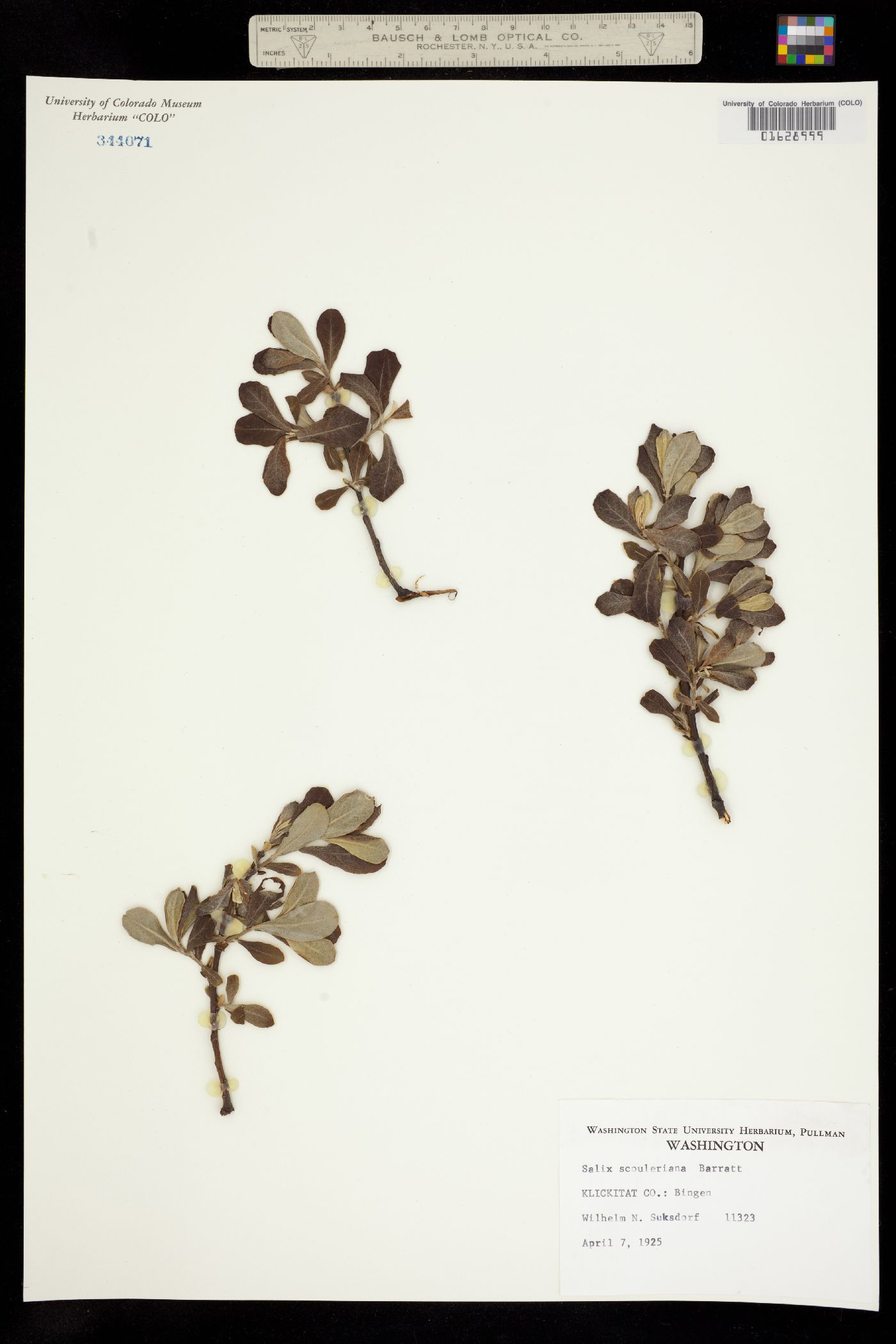 Salix scouleriana image