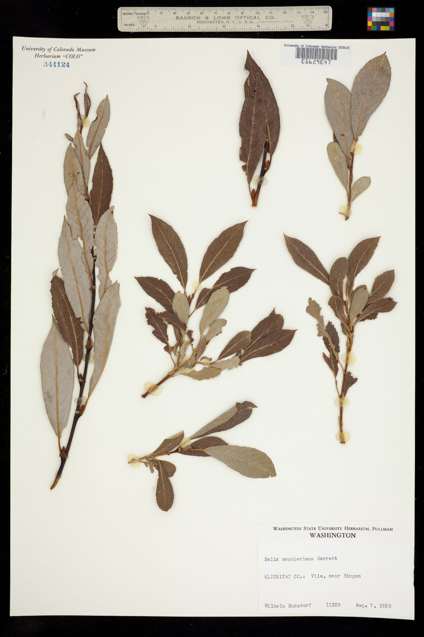 Salix scouleriana image