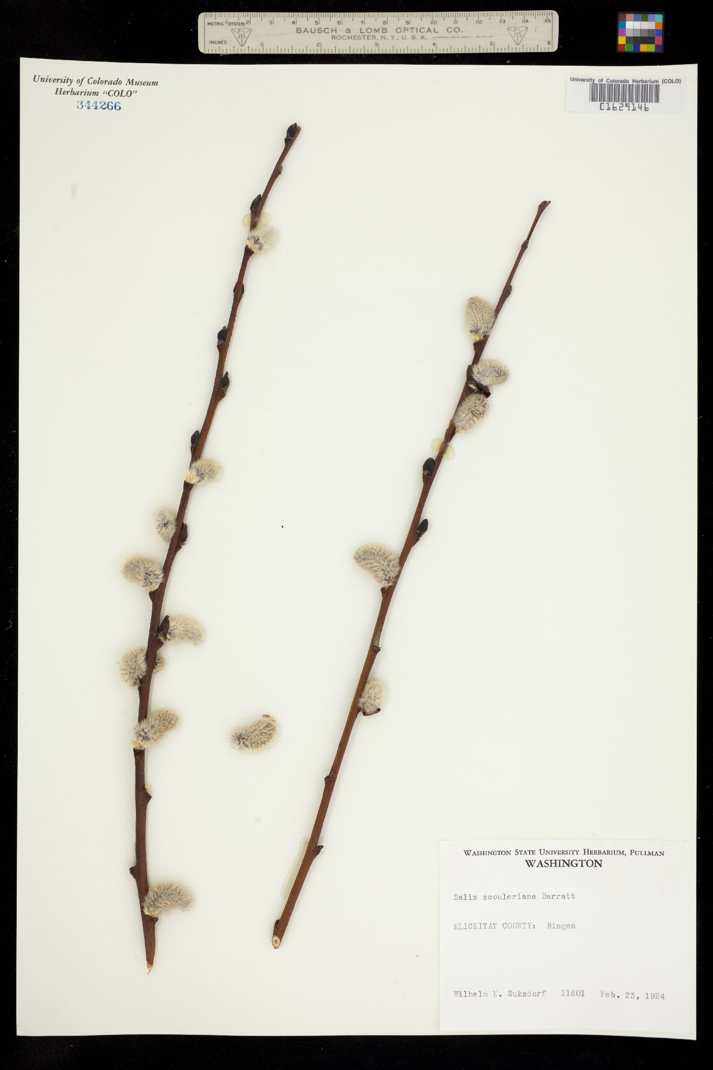 Salix scouleriana image