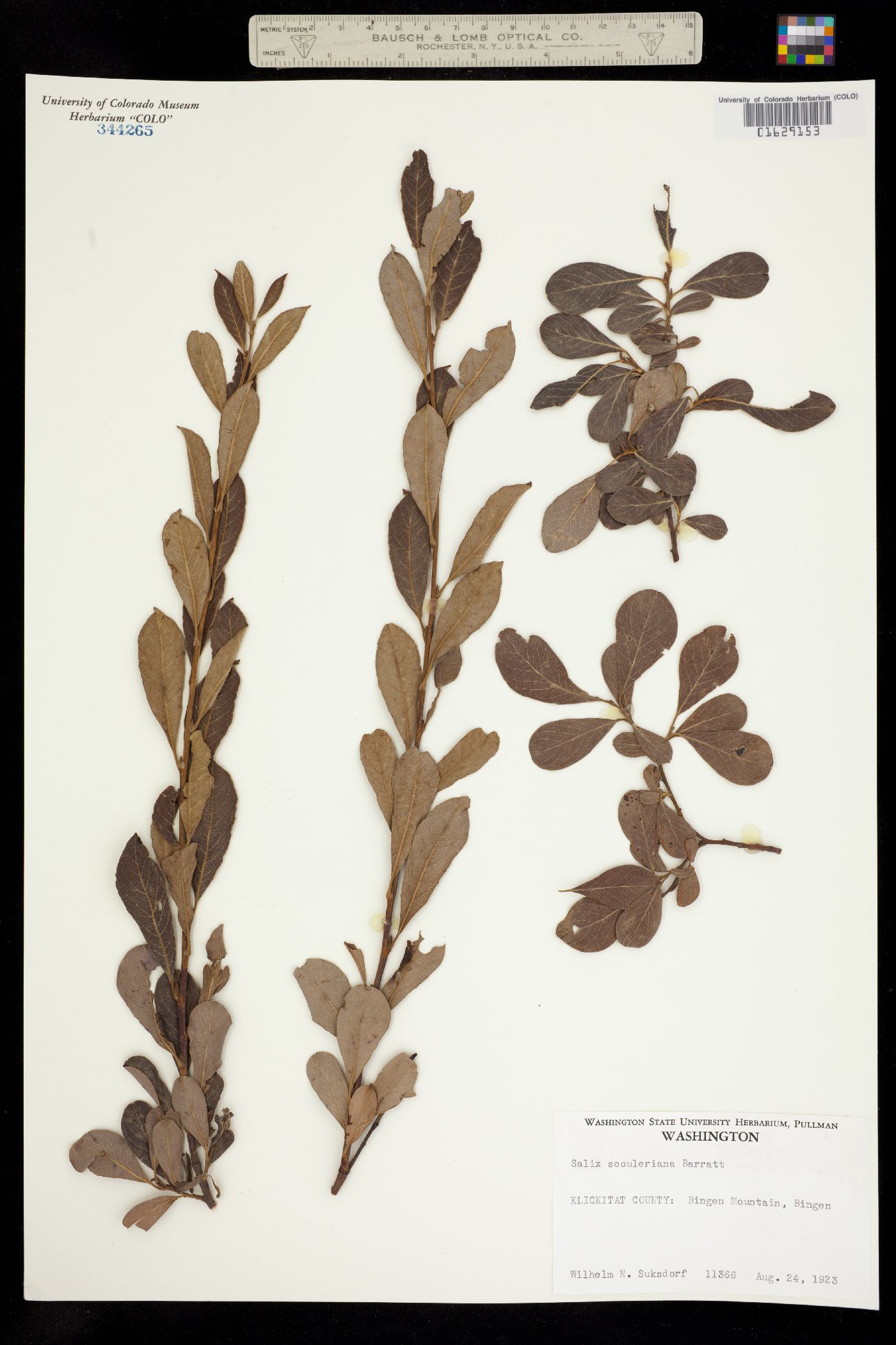 Salix scouleriana image