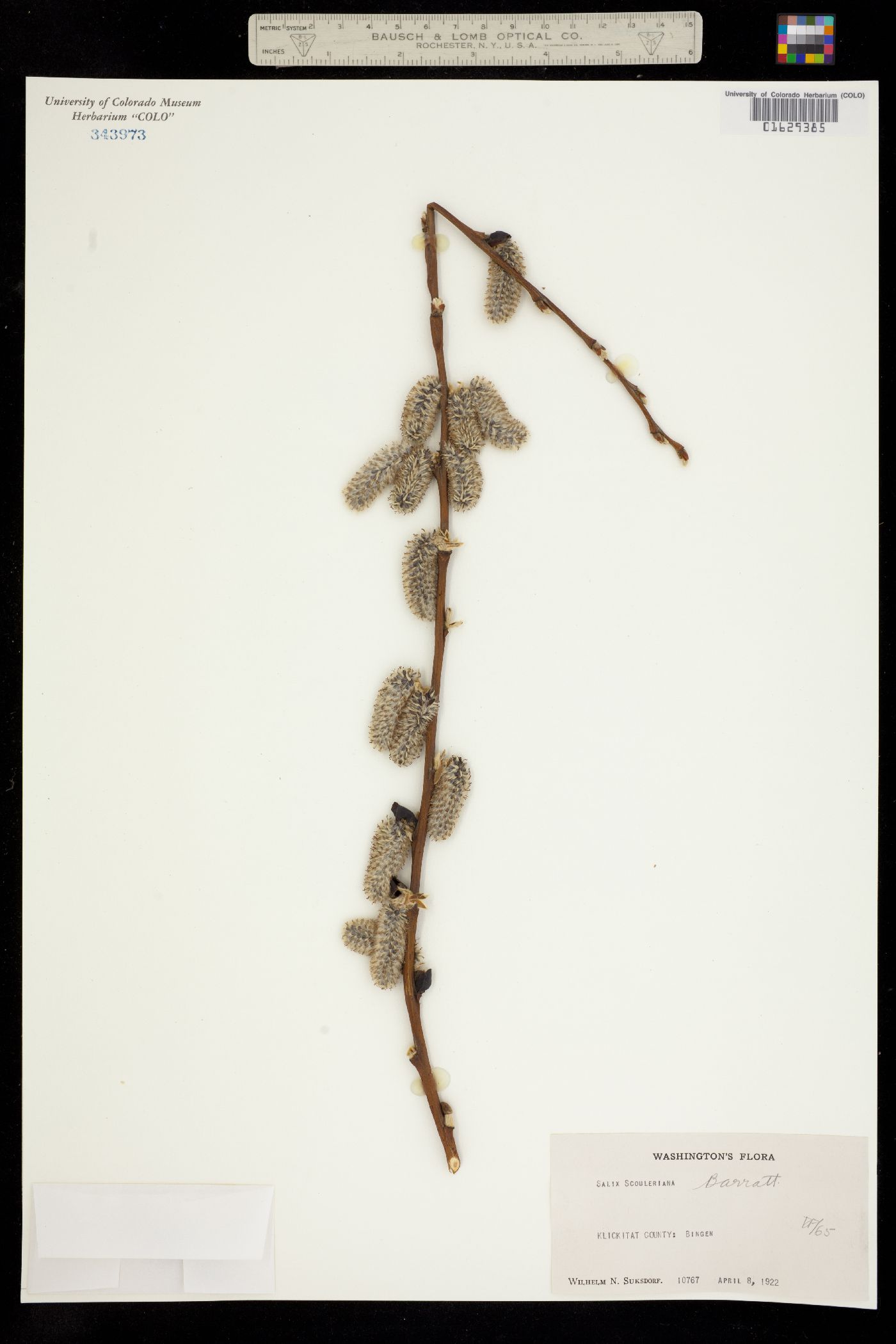 Salix scouleriana image