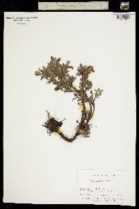 Salix uva-ursi image