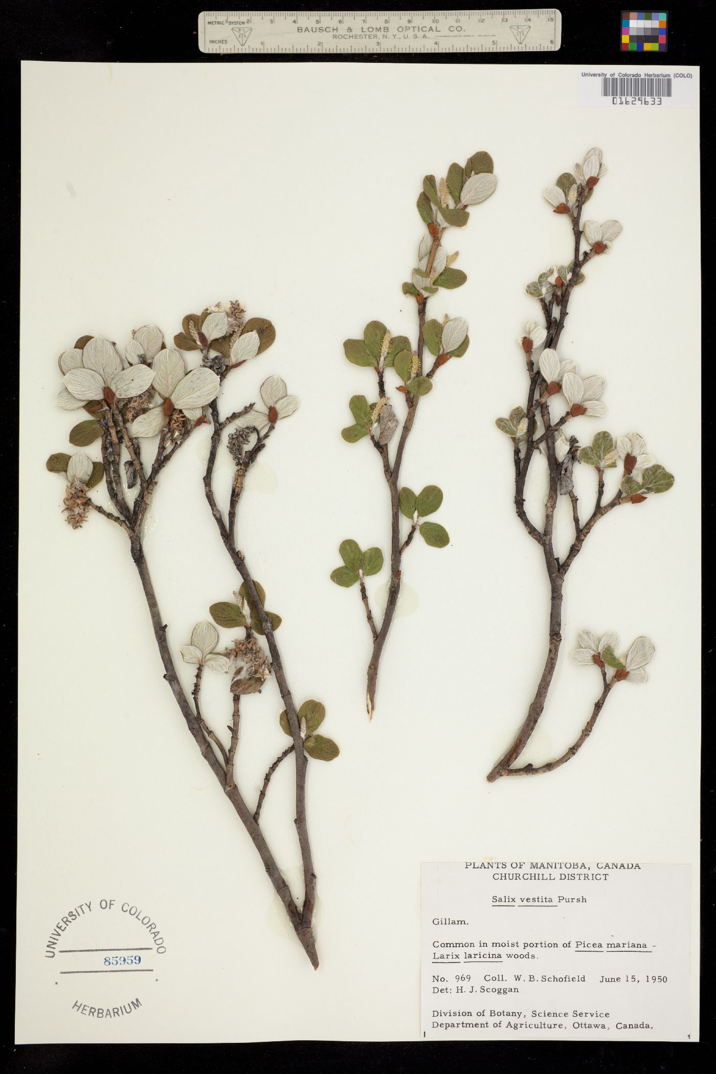 Salix vestita image