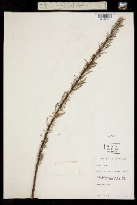 Image of Salix viminalis