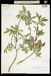 Image of Salix x wrightii
