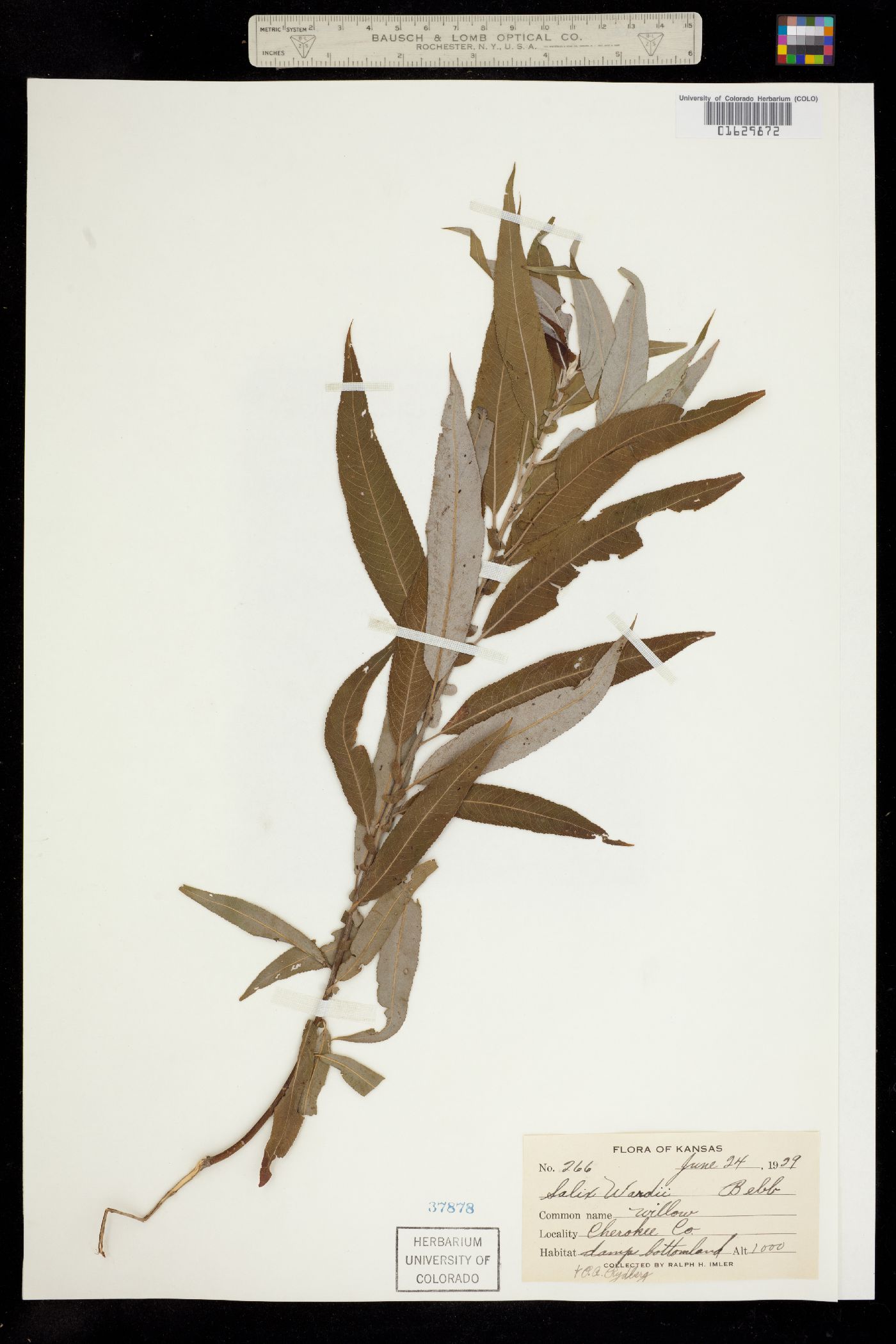 Salix caroliniana image