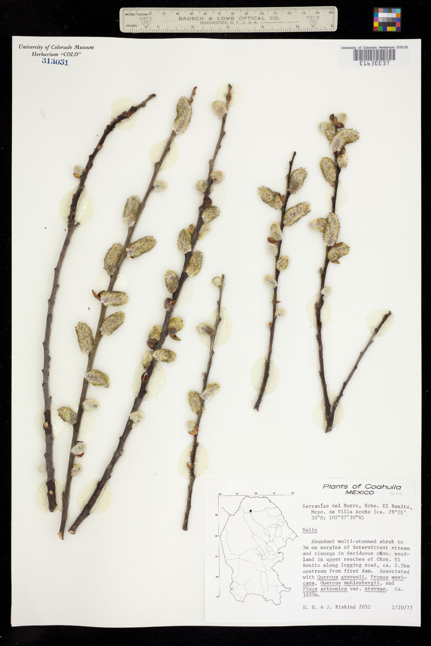 Salix image