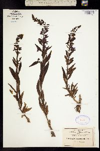Image of Angelonia angustifolia