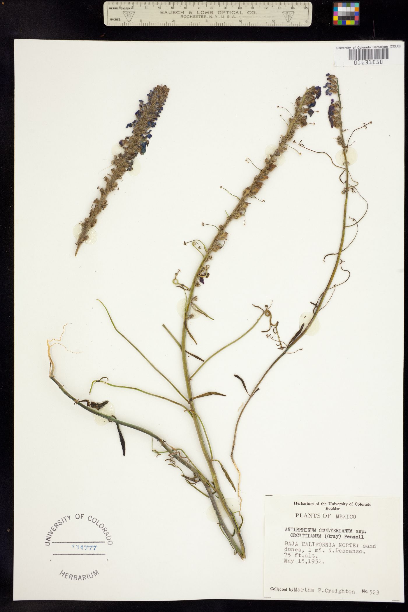 Sairocarpus coulterianus image