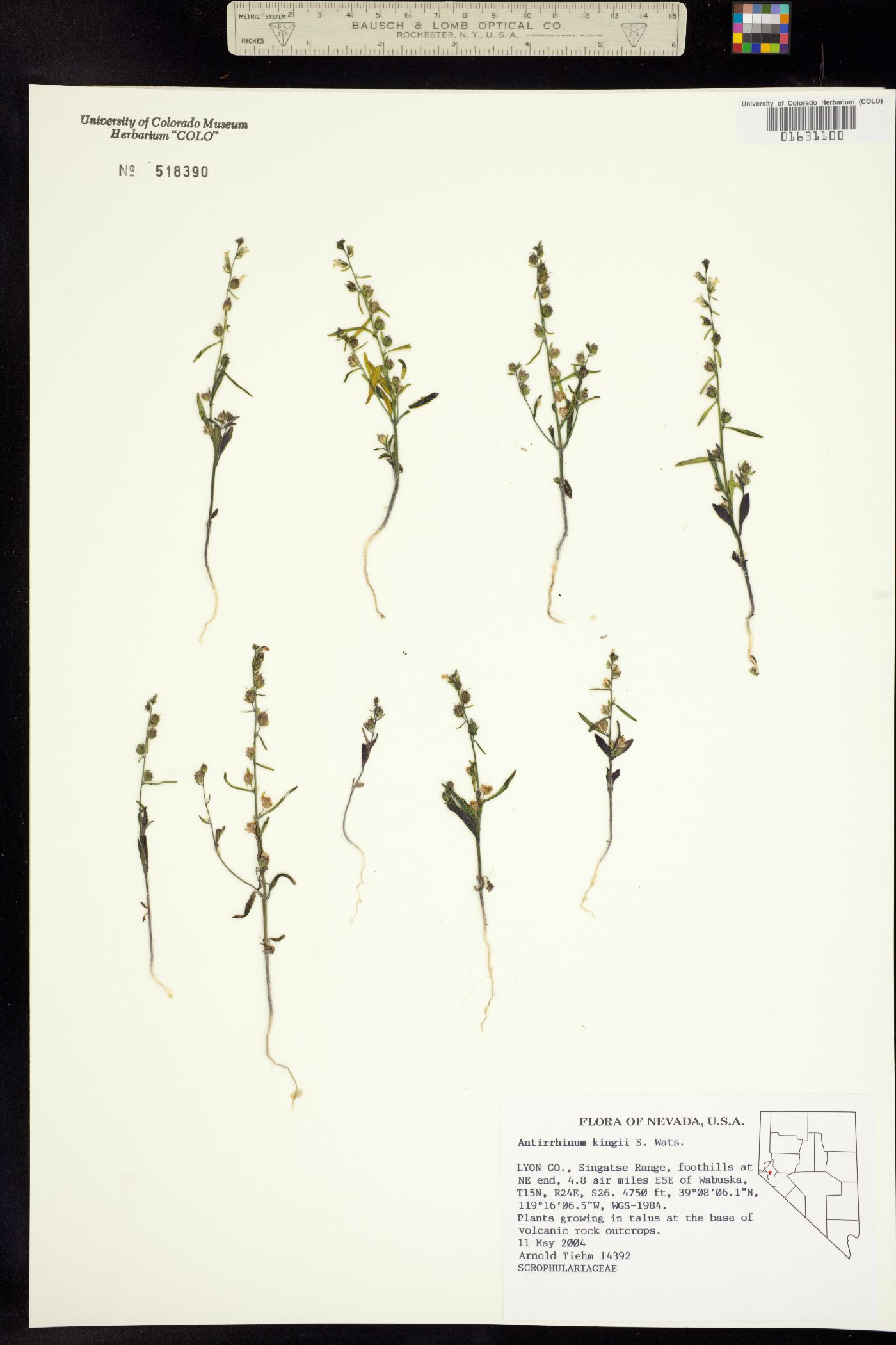 Sairocarpus kingii image