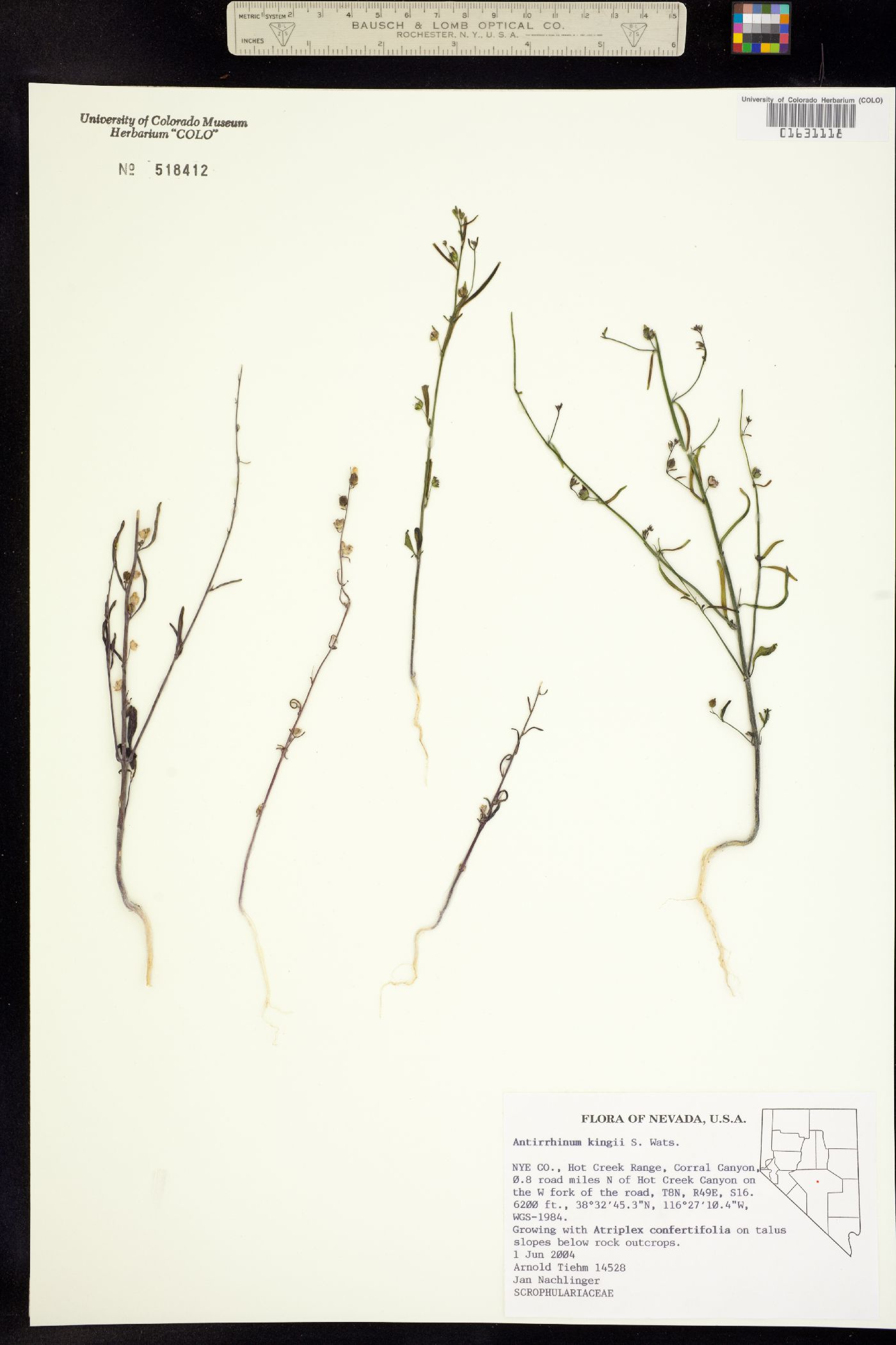 Sairocarpus kingii image