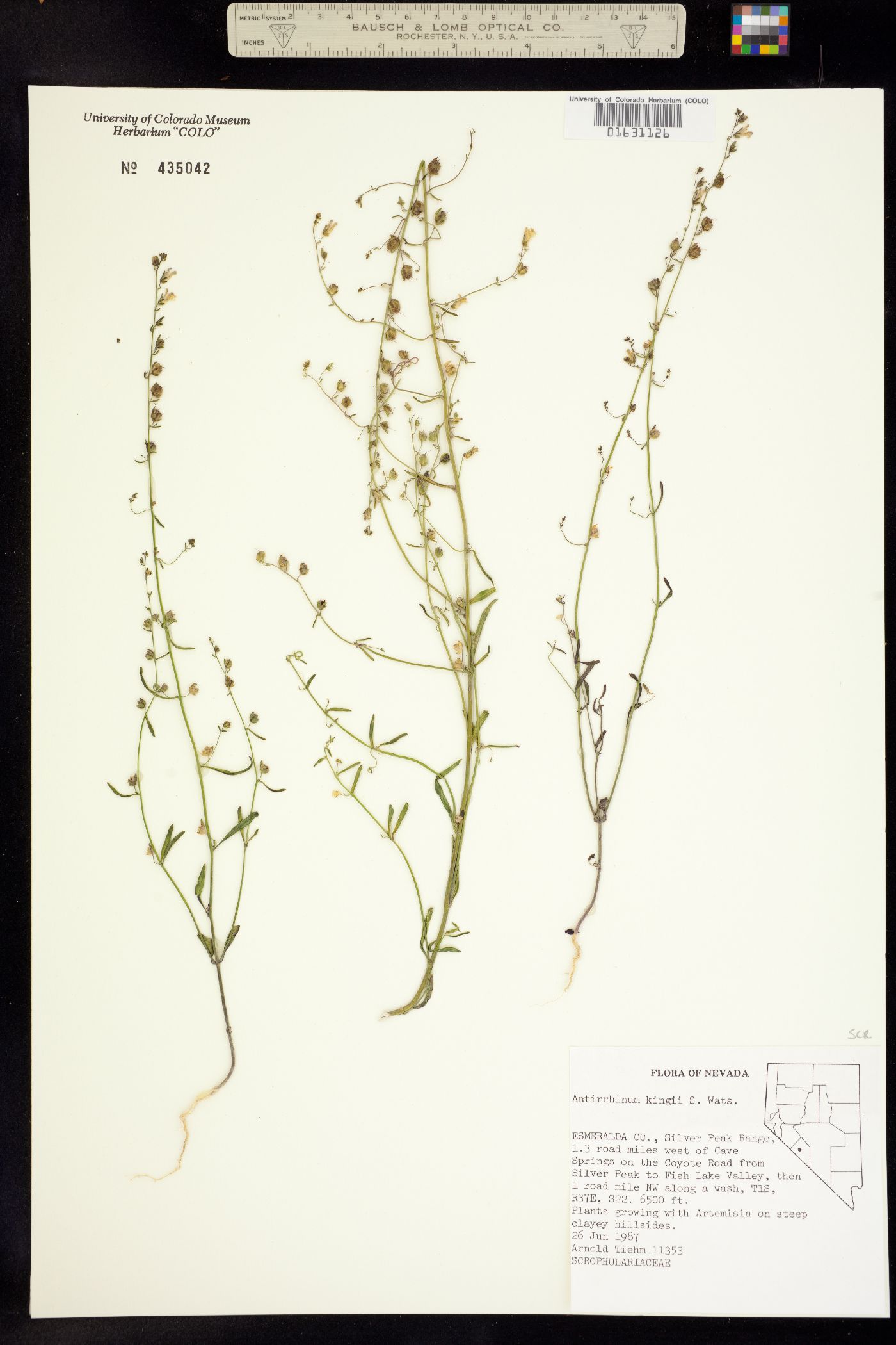 Sairocarpus kingii image