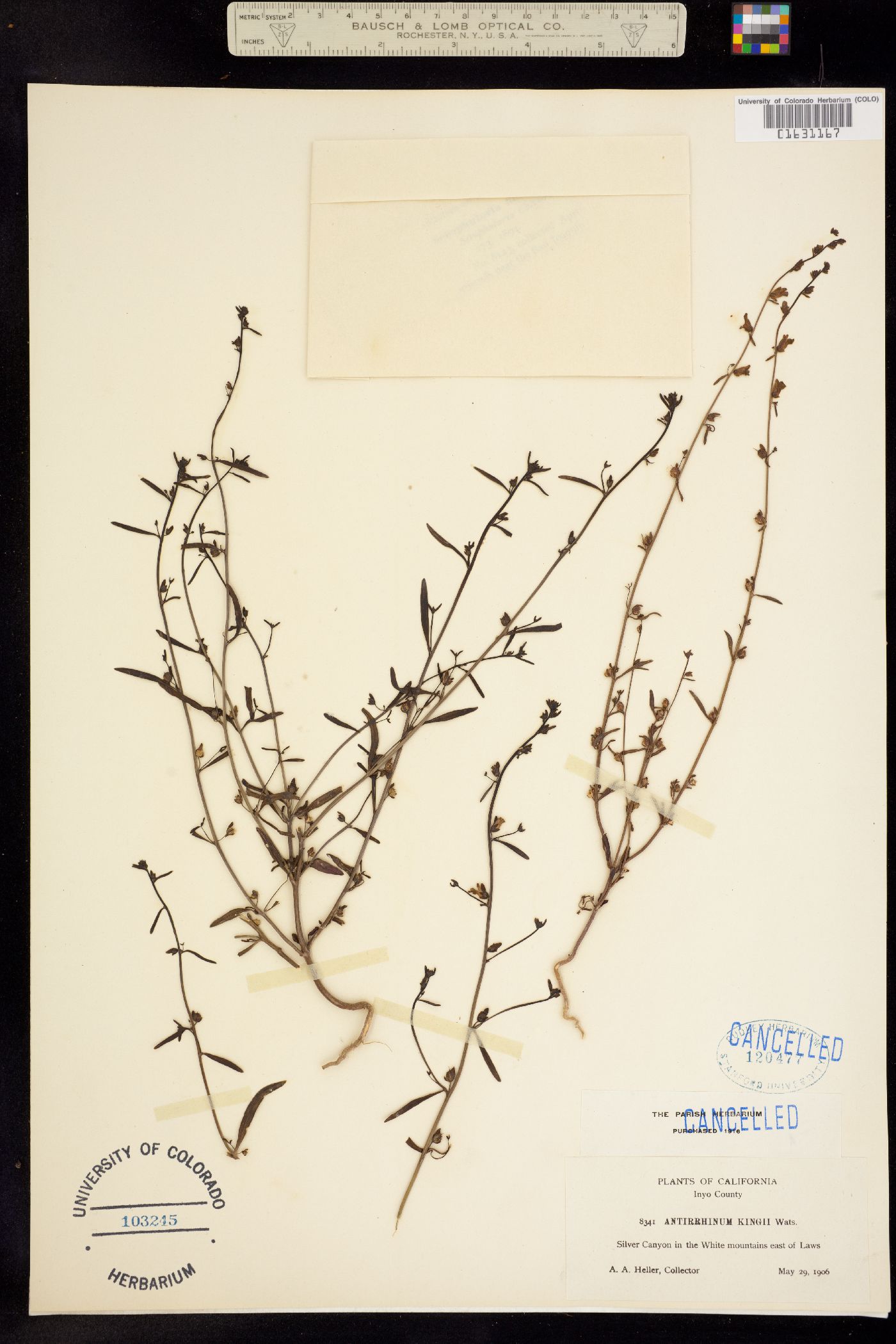 Sairocarpus kingii image