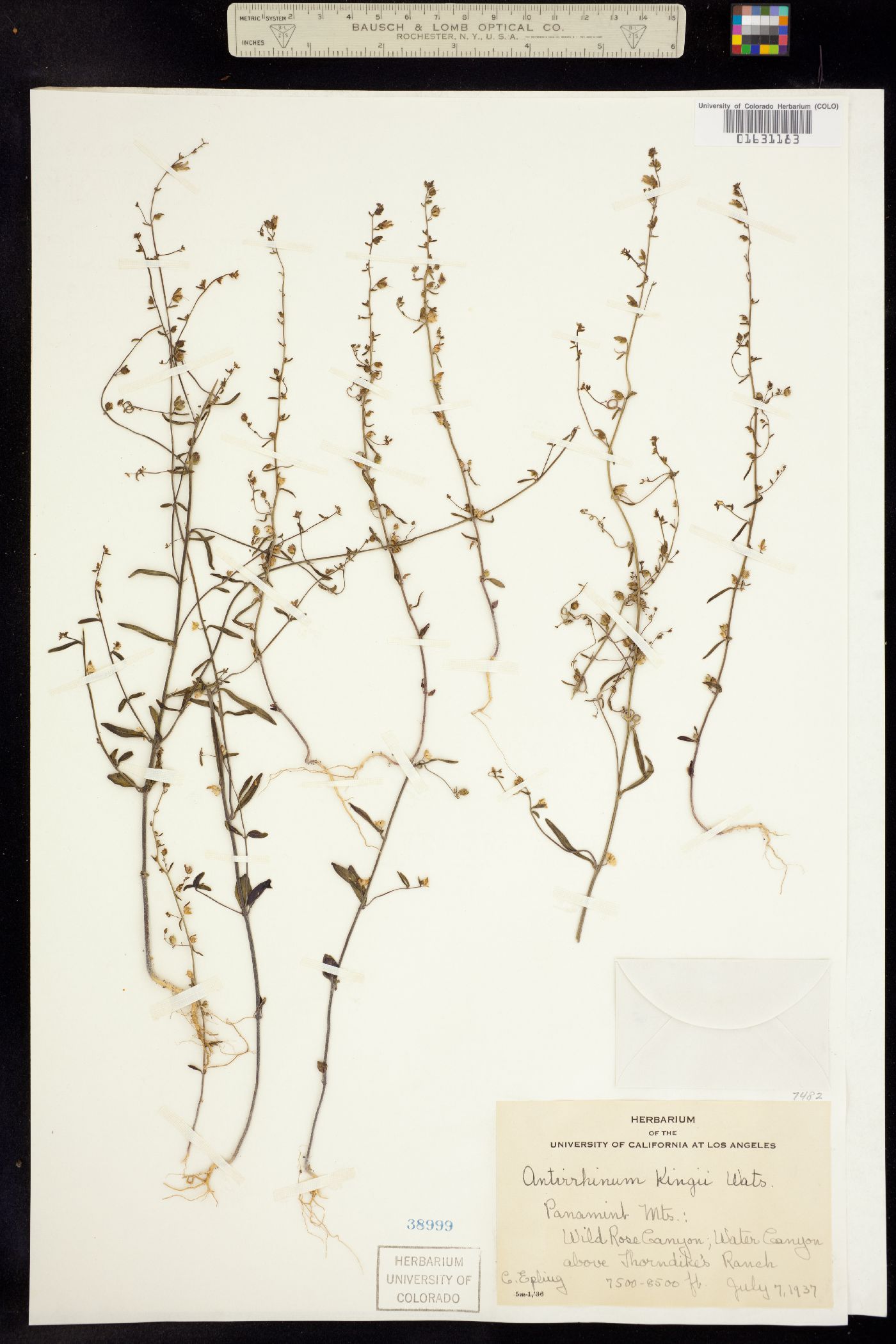 Sairocarpus kingii image