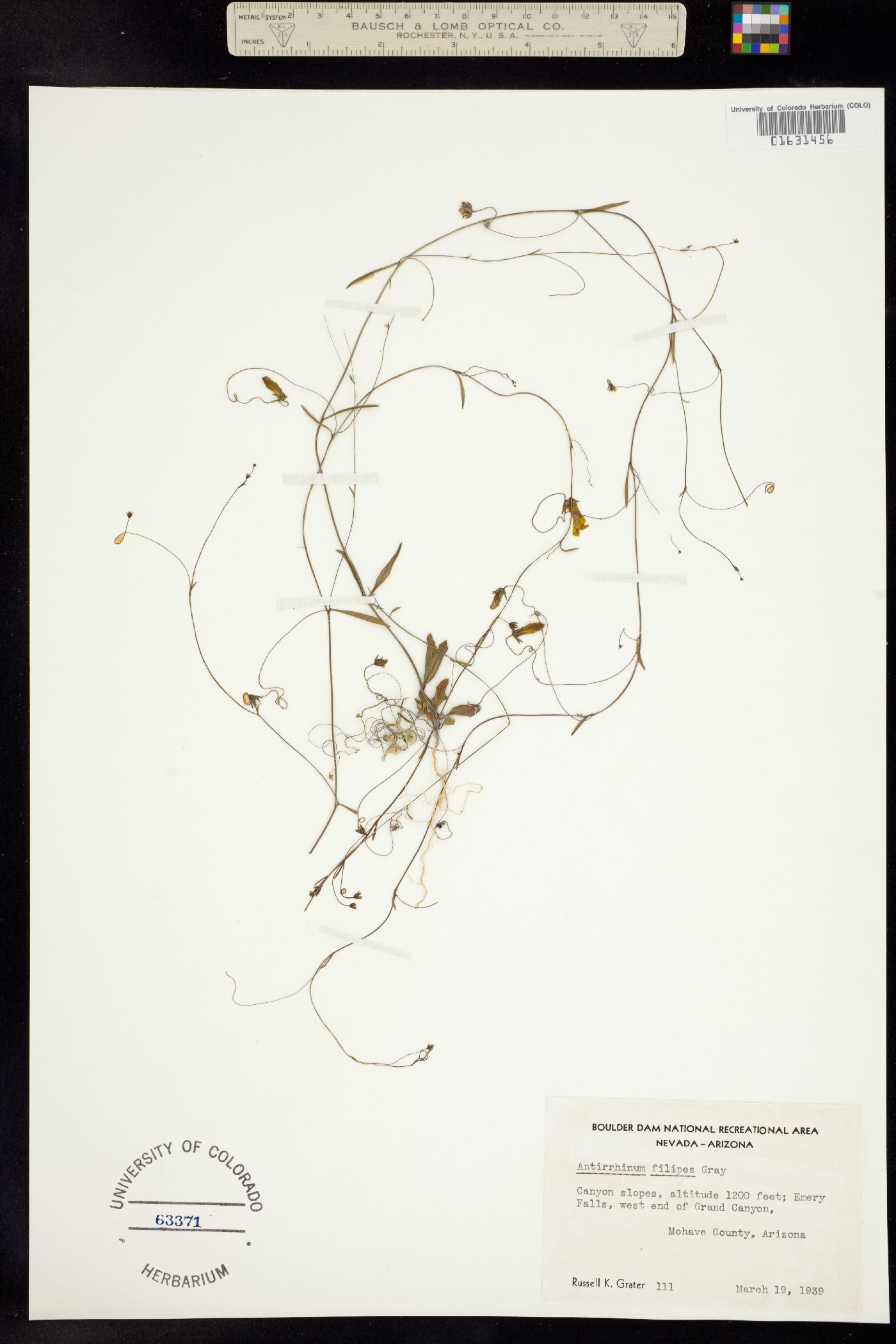 Neogaerrhinum filipes image