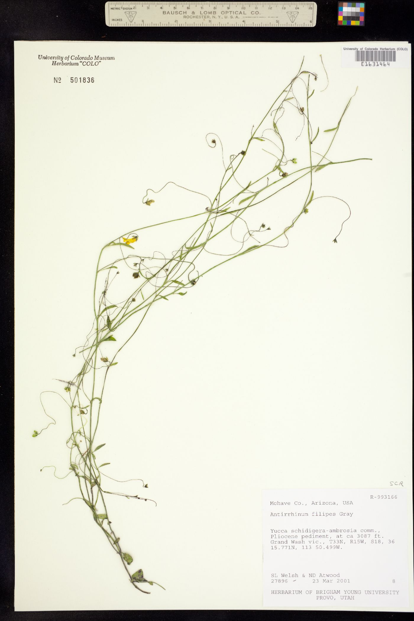 Neogaerrhinum filipes image