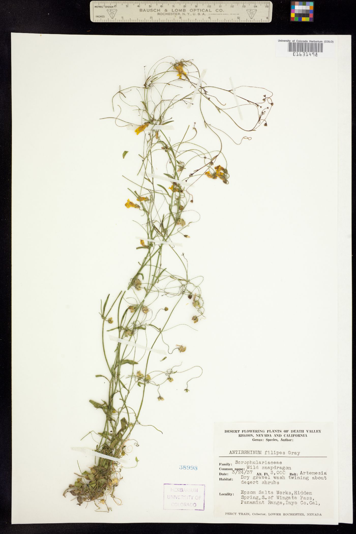 Neogaerrhinum filipes image