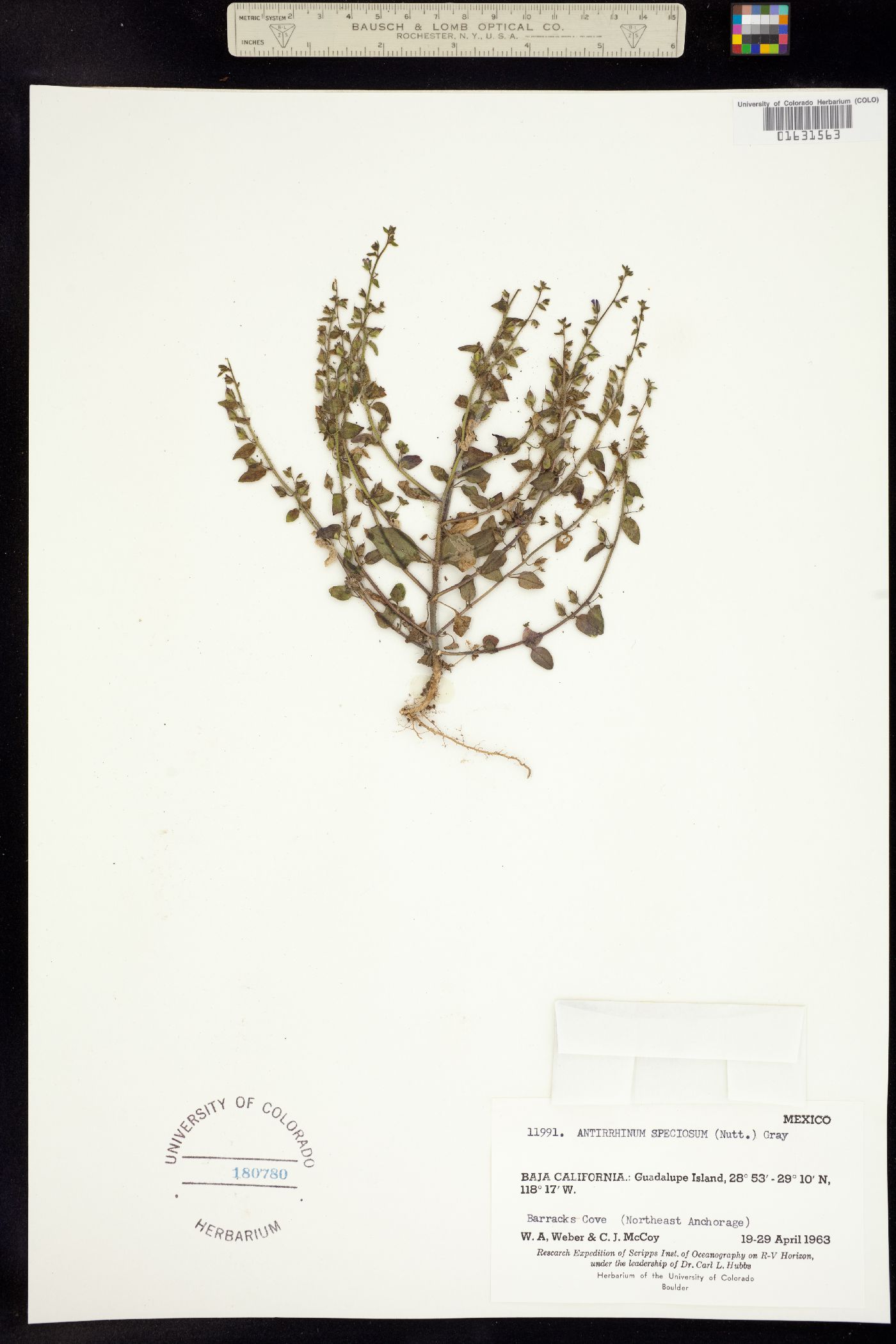 Antirrhinum speciosum image