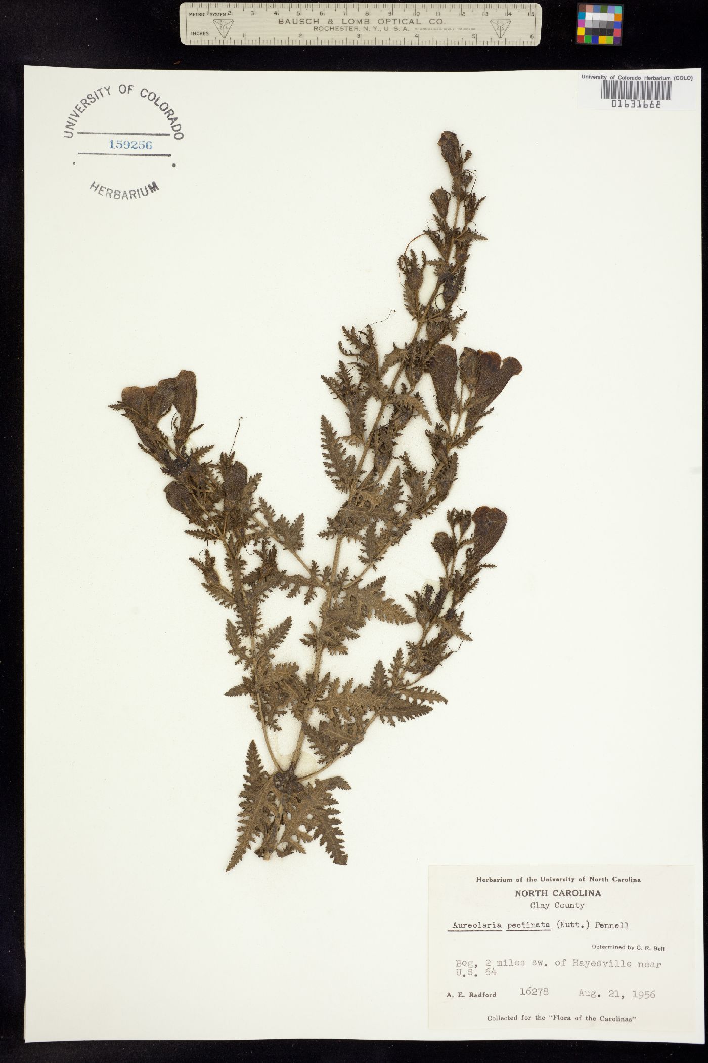 Aureolaria pectinata image