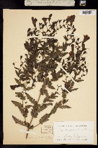 Image of Aureolaria pedicularia
